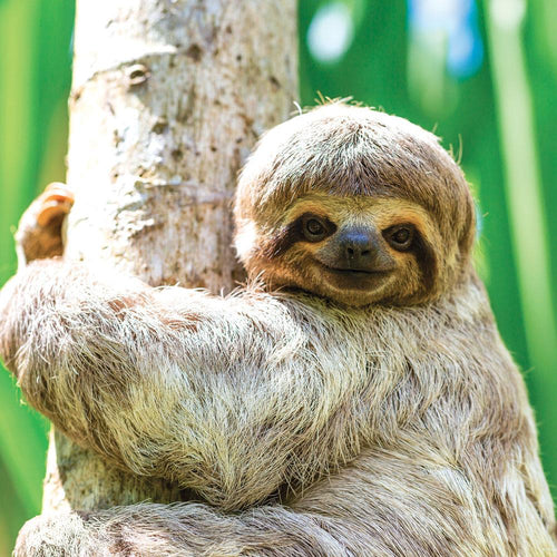 3 Toed Sloth Card