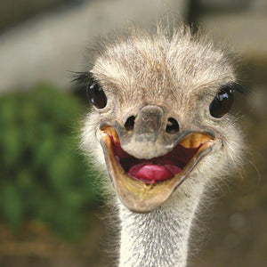 Happy Ostrich