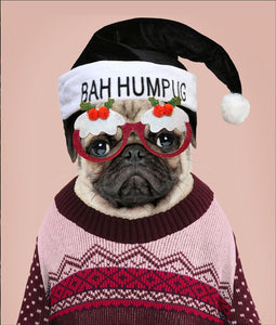 Bah Hum Pug