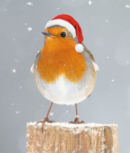 Robin